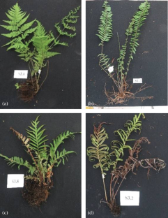 Arsenic (As)-Resistant Endophytic Bacteria Isolated from Ferns Growing in As-Contaminated Areas