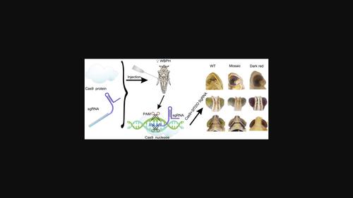 Efficient DIPA-CRISPR-mediated knockout of an eye pigment gene in the white-backed planthopper, Sogatella furcifera.