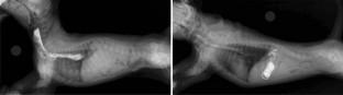 GWAS using low-pass whole genome sequence reveals a novel locus in canine congenital idiopathic megaesophagus.