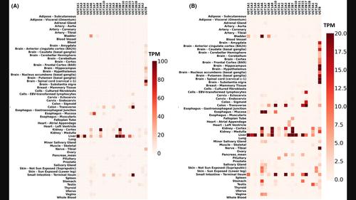 Quantitative analysis of the UDP-glucuronosyltransferase transcriptome in human tissues.