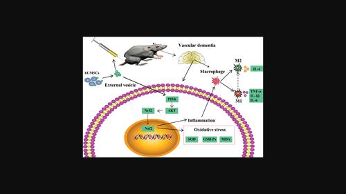 Neuroprotective mechanism of human umbilical cord mesenchymal stem cell-derived extracellular vesicles improving the phenotype polarization of microglia via the PI3K/AKT/Nrf2 pathway in vascular dementia.