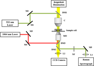 The effects of lithium on human red blood cells studied using optical spectroscopy and laser trap