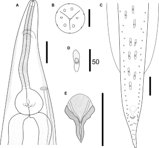 Cosmocerca goroensis n. sp. (Nematoda: Cosmocercidae) from South Africa and its phylogenetic relationships with other cosmocercids based on partial 28S sequences.