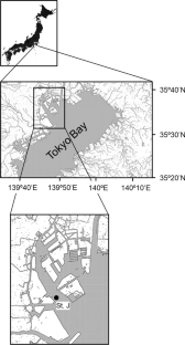 Seasonal variation in metabolic rate of plankton community in the inner part of Tokyo Bay