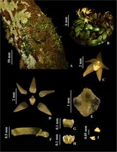 Rediscovery and first record of Octomeria romerorum (Orchidaceae, Pleurothallidinae) for Brazil