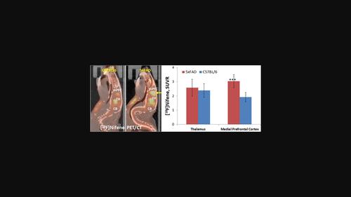 Abnormal [<sup>18</sup> F]NIFENE binding in transgenic 5xFAD mouse model of Alzheimer's disease: In vivo PET/CT imaging studies of α4β2* nicotinic acetylcholinergic receptors and in vitro correlations with Aβ plaques.