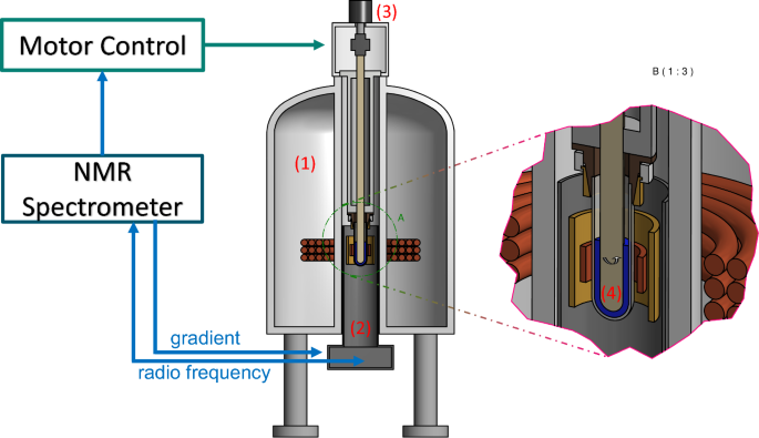 Chain Dynamics in a Polyelectrolyte Solution Under Shear: A Rheological NMR Investigation