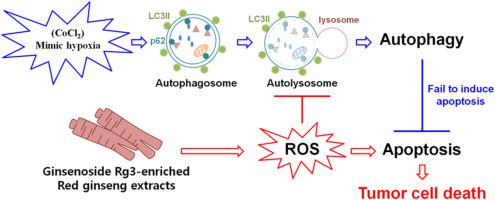 Rg3-enriched red ginseng extracts enhance apoptosis in CoCl2-stimulated breast cancer cells by suppressing autophagy