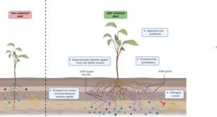 Effect of agricultural management practices on diversity, abundance, and infectivity of arbuscular mycorrhizal fungi: a review