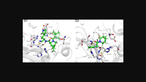 Development of novel ligands against SARS-CoV-2 M<sup>pro</sup> enzyme: an in silico and in vitro Study.