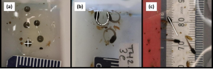 Proximate determinants of family size in an obligate egg-feeding frog