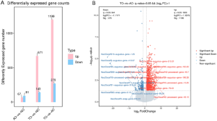 Transcriptome and metabolome analyses reveal improvement in blueberry fruit quality by interspecific grafting