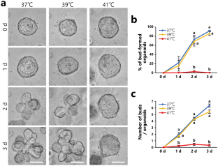 Adverse Effects of High Temperature On Mammary Alveolar Development In Vitro