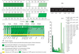 Genetic and Morphological Diversity of the Vietnamese Population of Burkholderia thailandensis