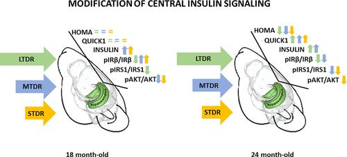 Dietary restriction alters insulin signaling pathway in the brain