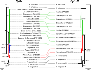 Phylogeographic relationships, structure, and genetic diversity of the Mexican endemic volcano Harvest Mouse Reithrodontomys chrysopsis (Rodentia, Cricetidae)