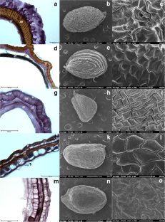 Anatomical and micromorphological study on some understudied taxa of Thlaspi L. s. lat. (Brassicaceae)