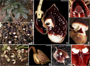 An updated synopsis of Aristolochia (Aristolochiaceae) in Guatemala