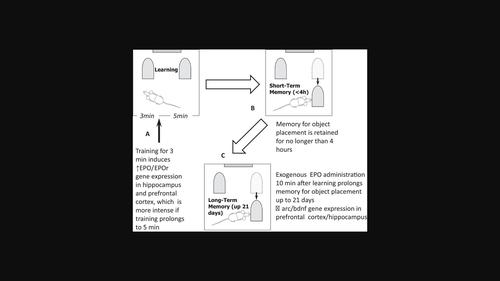 Learning induces EPO/EPOr expression in memory relevant brain areas, whereas exogenously applied EPO promotes remote memory consolidation.