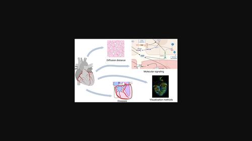 Development and diseases of the coronary microvasculature and its communication with the myocardium.