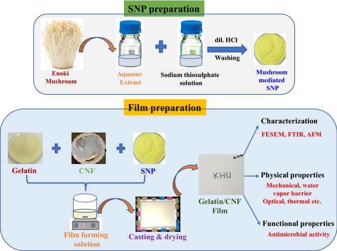 Gelatin/cellulose nanofiber-based functional films added with mushroom-mediated sulfur nanoparticles for active packaging applications