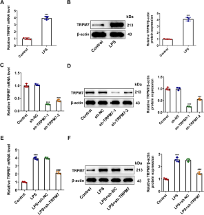 TRPM7 mediates endoplasmic reticulum stress and ferroptosis in sepsis-induced myocardial injury.