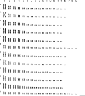 Cross-species chromosome painting and repetitive DNA mapping illuminate the karyotype evolution in true crocodiles (Crocodylidae).