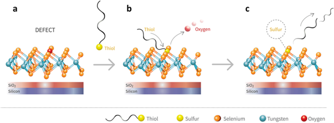 Thiol-based defect healing of WSe2 and WS2