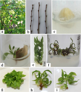 An efficient micropropagation protocol for an endangered tree species Aflatunia ulmifolia (Franch.) Vassilcz