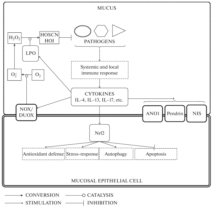 Atmospheric Reactive Oxygen Species and Some Aspects of the Antiviral Protection at the Respiratory Epithelium