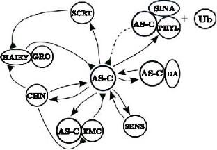 Central Regulatory Circuit of the Drosophila Mechanoreceptor Morphogenesis System: Effects of Mutations