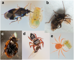 Targeted RT-PCR Based Gut Content Analysis for Potato Psyllid Predation in Laboratory Assays