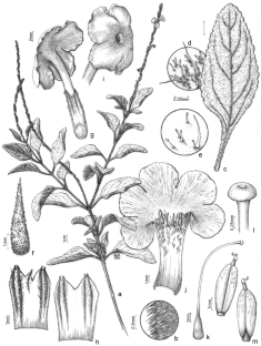 Verbenaceae from the Serra do Cipó, Minas Gerais, Brazil: Recognition of the New and Rare Stachytarpheta odorata and an Update of the Species Richness