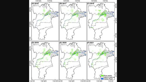 Time‐series remote sensing of rice paddy expansion in the Yellow River Delta: Towards sustainable ecological conservation in the context of water scarcity