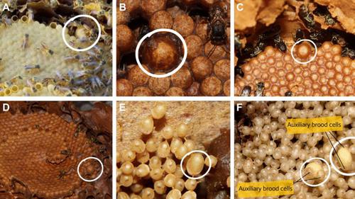 The queens of the stingless bees: from egg to adult