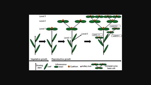 Reproductive challenges related to a complex sexual system in
 Euphorbia rosescens
 , a rare endemic herb