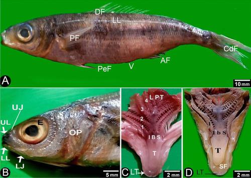 Micro-morphological characteristics of the oropharyngeal cavity floor of bogue (Boops boops) (Linnaeus, 1758) fish: gross morphology, light, and scanning electron microscopic imaging