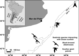 Is there a symbiotic cleaning association between ocean sunfish and pelagic seabirds in the Patagonian Shelf?