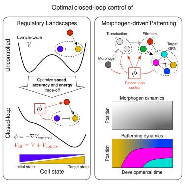 Optimal control of gene regulatory networks for morphogen-driven tissue patterning.