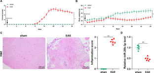 miR-20b-5p exerts protective effects against experimental autoimmune encephalomyelitis in mice by inhibiting NLRP3 transcription and NLRP3/ASC/caspase-1 axis activation