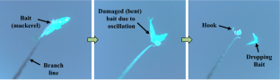 Oscillation and the resulting bait loss observed in pelagic longline hooks