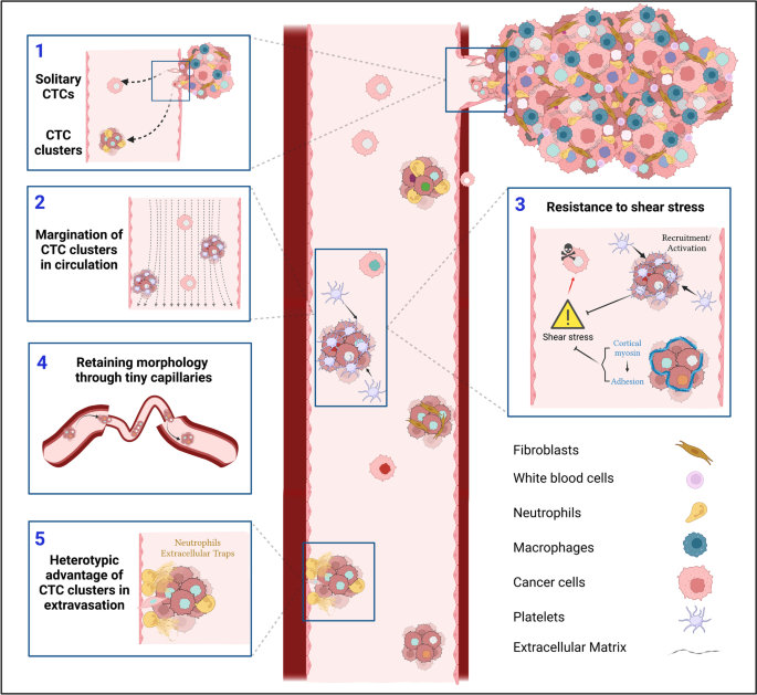 How circulating tumor cluster biology contributes to the metastatic cascade: from invasion to dissemination and dormancy.