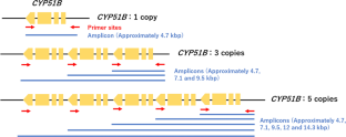 Long Amplification PCR (LA-PCR) Detection of Azole Resistant Trichophyton indotineae.