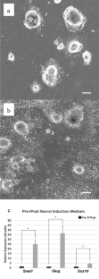 The effect of BMP4, FGF8 and WNT3a on mouse iPS cells differentiating to odontoblast-like cells