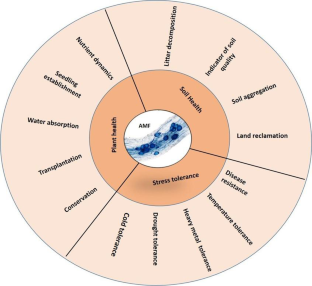 The trade-in-trade: multifunctionalities, current market and challenges for arbuscular mycorrhizal fungal inoculants