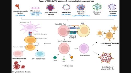 To be remembered: B cell memory response against SARS-CoV-2 and its variants in vaccinated and unvaccinated individuals