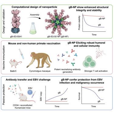 A gB nanoparticle vaccine elicits a protective neutralizing antibody response against EBV.