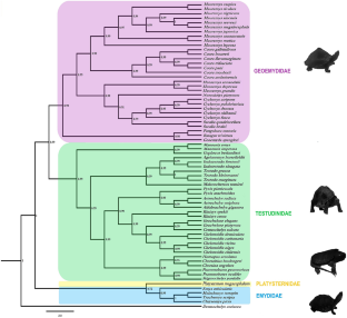 Turtle and tortoise mitogenomes under contrasting positive selection pressure