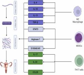 Immunosuppressive tumor microenvironment and uterine fibroids: Role in collagen synthesis