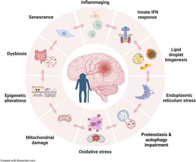 Differences in the post-stroke innate immune response between young and old.